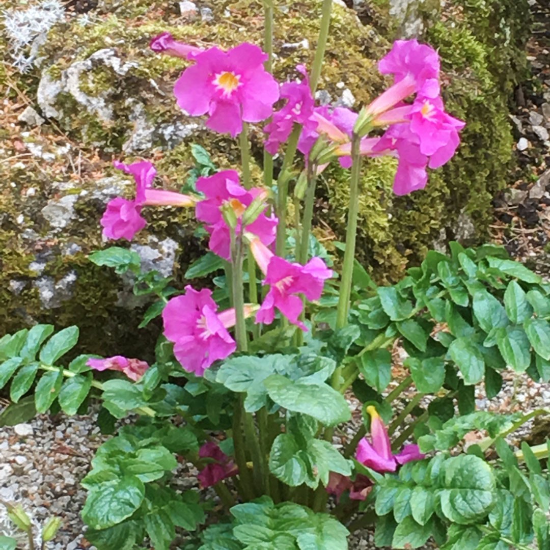 リシマキア_ミッドナイトサン 銅葉と黄花のコントラストが美しい！リシマキアの育て方あみの小さな庭