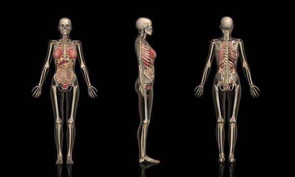 女性の解剖学フィギュアモデル - 60cmの人体解剖学的筋骨モデル - PU素材の人体骨格解剖絵画モデル - アーティストの描画と互Amazon.co.jp: 60cm女性解剖図モデル - PU素材人間の骨格解剖学的絵画モデル解剖学的な人間の筋肉の骨モデルアーティストの描画と互換性あり