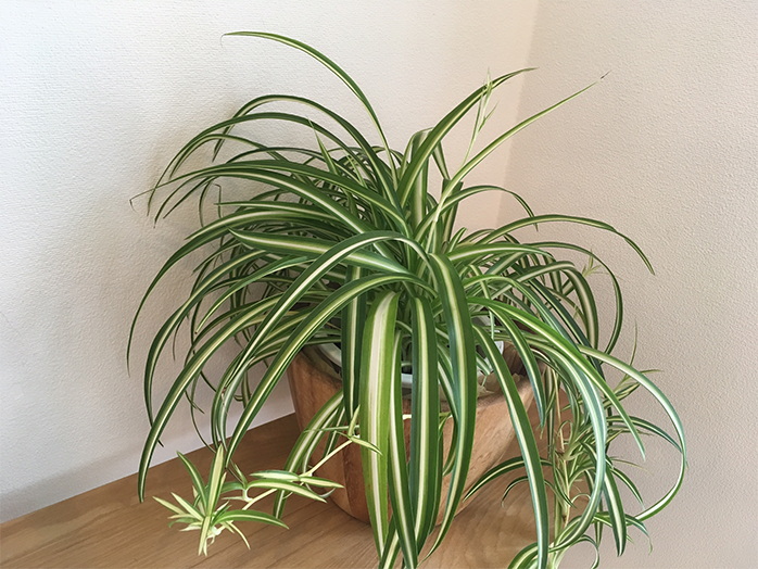 初心者さんにおすすめです♪観葉植物 オリヅルラン の育て方・増やし方 2ページ目キナリノ