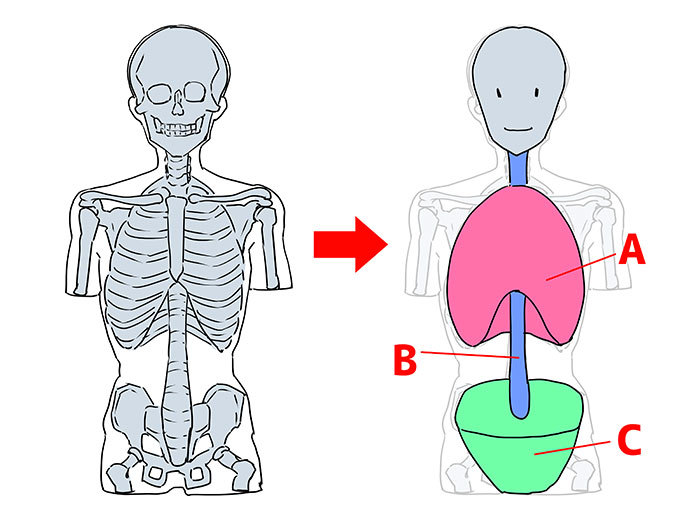 イラスト 人を描くには人体構造を学ぶのがおすすめ。人の描き方３ステップも紹介