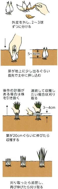 わけぎ栽培をプランターで！初心者でも育てやすいわけぎの育て方 - 農業屋