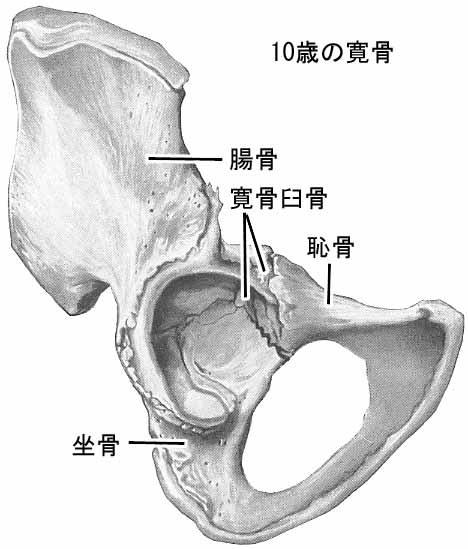 一 Cingulum membri inferiorisCingulum pelvicum下肢帯 Pelvic girdle
