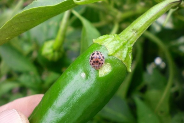 ピーマン・シシトウ 害虫: こうち農業ネット
