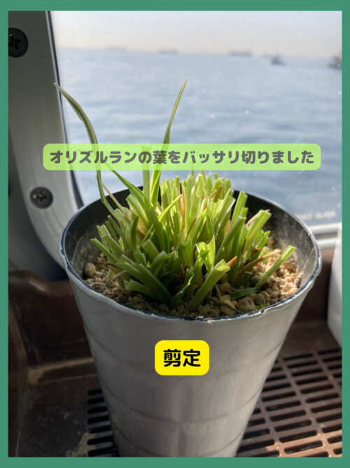 専門家に聞く、オリヅルランの育て方枯らさない方法や水耕栽培での増やし方も