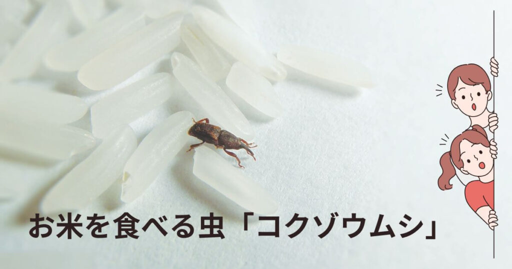 コナジラミの予防法 野菜の葉裏に寄生する白い虫、コナジラミの特徴と対処法 畑は小さな大自然vol.70 マイナビ農業