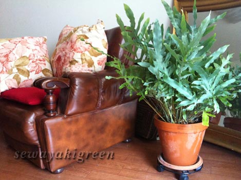 フレボディウム・アウレウム・ブルースターの育て方まとめ