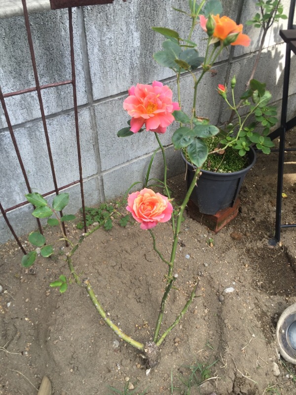 ガーデニング バラ 春の育て方