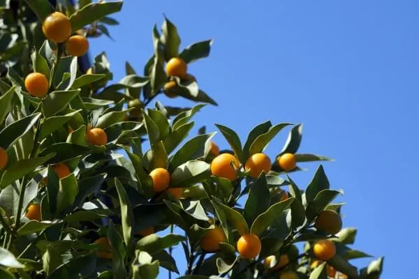 1.金柑苗木子どもリクエストで育て始めるそだレポ 栽培レポート byマンションベランダみんなの趣味の園芸