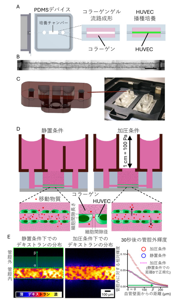 最近の研究成果医科薬理学長崎大学生命医科学域