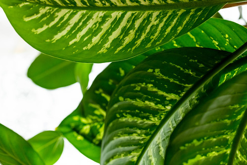 ディフェンバキア切り戻し - あっ！丁度良いところに加藤さん♪