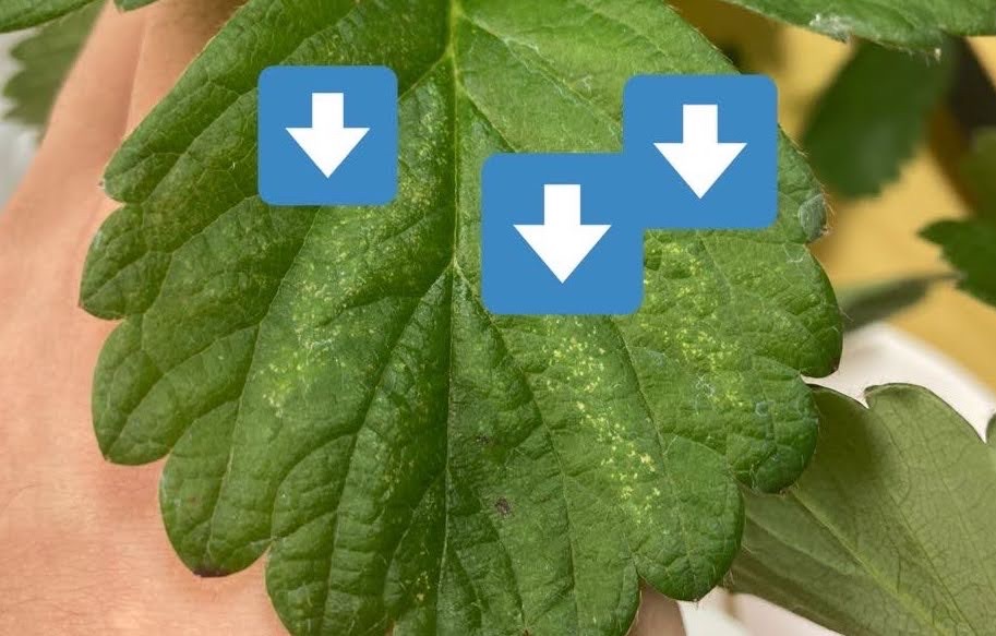 ハダニの被害にあったら?有効な対策を紹介します植物の暮らしサポートマガジンPLANTE プランテ