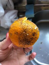 かいよう虎斑病 かいようこはんびょう農業害虫や病害の防除・農薬情報病害虫・雑草の情報基地全国農村教育協会