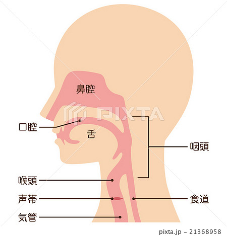 めちゃくちゃコメントくるけどこちらカエルの生首でも断面図でもないのでご安心ください😂😂 モレレットアカメアマガエルかえるカエルfrogカエル好きな人と繋がりたい