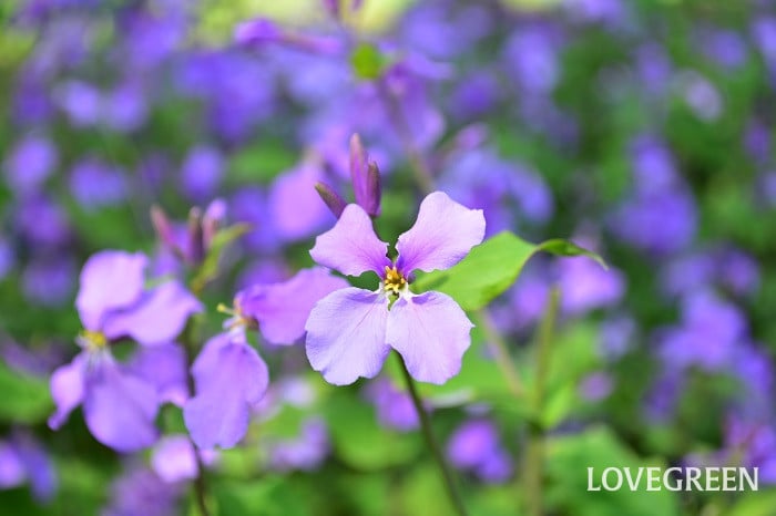 ブレス マルチカラー フローライト 蓮花彫り 約10mm 蓮華 品番： 73447344天然石ブレスレット-フローライトストーンクラブ