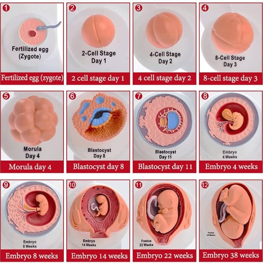 子宮内日記コウノトリ生殖医療センター 卵子 精子提供、不妊治療