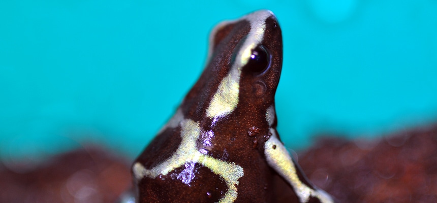 カエル水の話フジクリーン工業株式会社