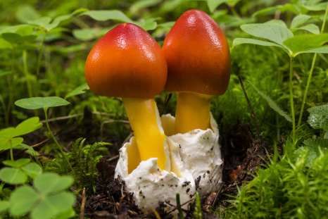 キノコ 奥深き”毒キノコ”の世界気を付けるポイントは？ 宮城 NNNセレクション - YouTube