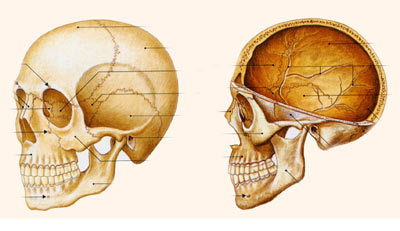 美容鍼 皮膚の老化と鍼治療