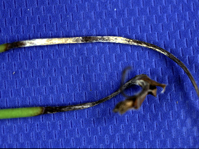 はじめまして。イチゴ増やしているのですが。葉の先端が黒くな 園芸相談Q＆Aみんなの趣味の園芸