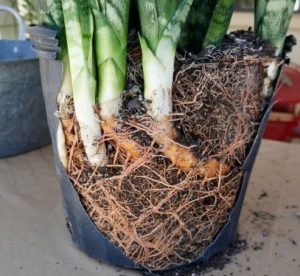 サンスベリアの株分け根腐れについて - 先日株分けをしたのです- Yahoo!知恵袋