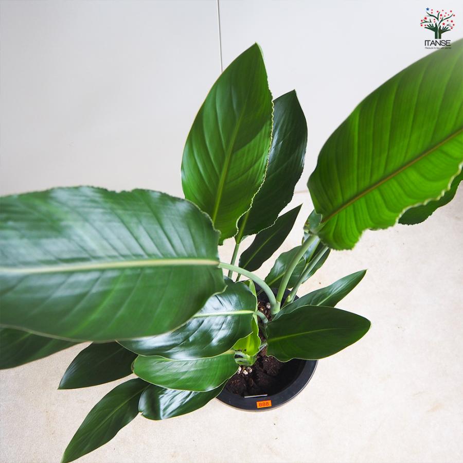 観葉植物 ストレッチア 引き取り希望 2m