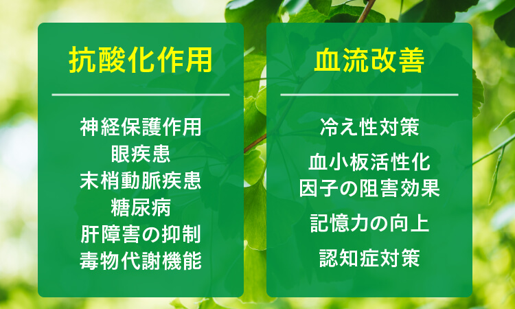 イチョウ葉エキスの効果と副作用 教えて慎太郎先生