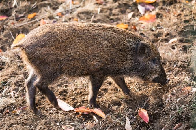 イノシシの「ブーちゃん」に、イガ栗のプレゼント🌰