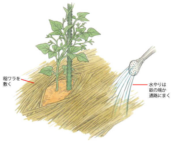 初心者でもできる 四角豆 うりずん豆 の種取り方法マイホームの予定表
