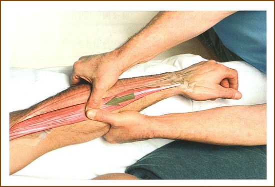 前腕と肩の痛みの関連性～腕橈骨筋～品川駅すぐ！リフレ鍼灸整骨院