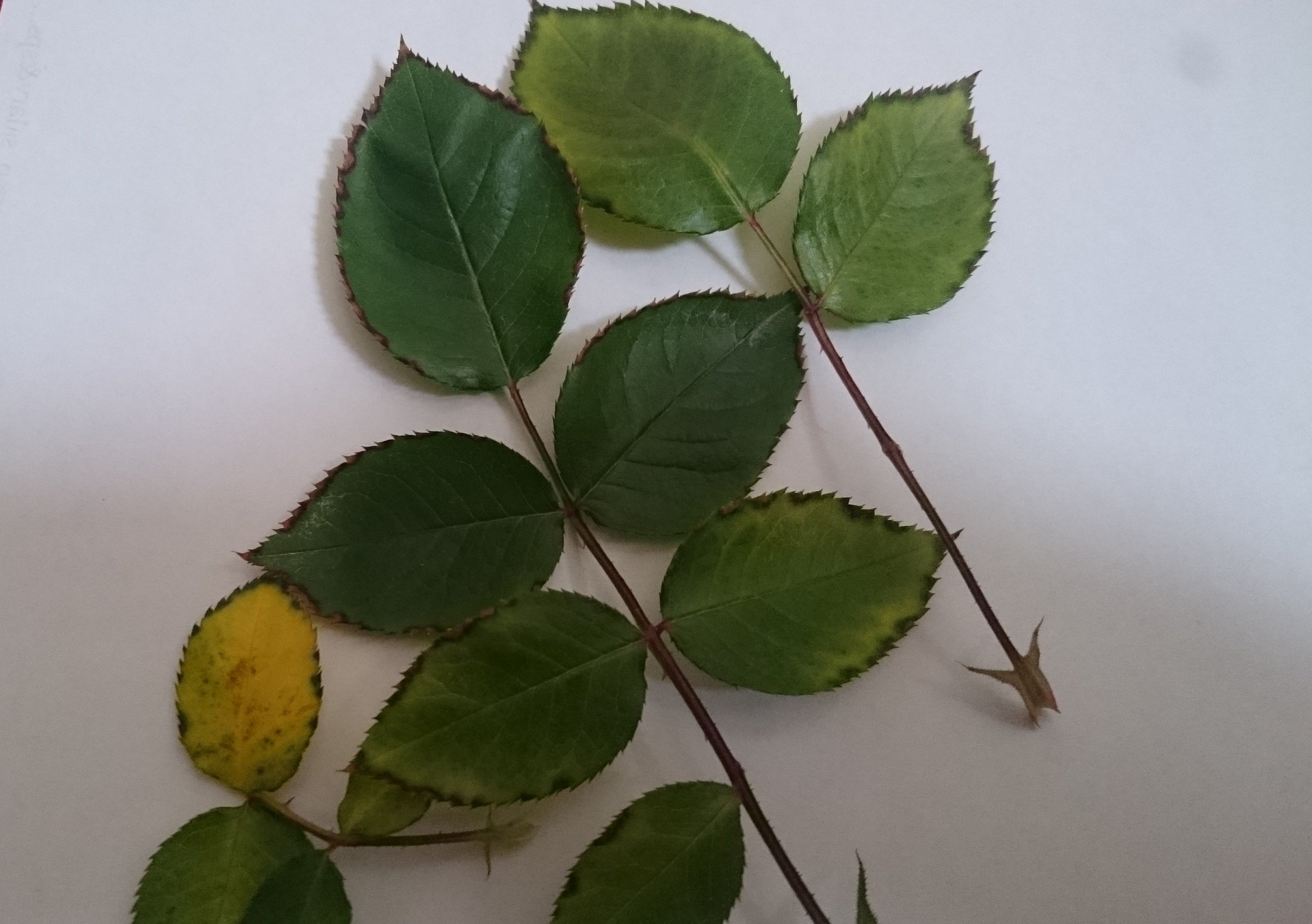 夏に起こるバラのトラブル！高温障害の葉の症状と対処方法バラと小さなガーデンづくり