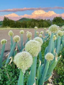 海鮮家 葱ぼうず - よね蔵グループYONEKURA GROUP
