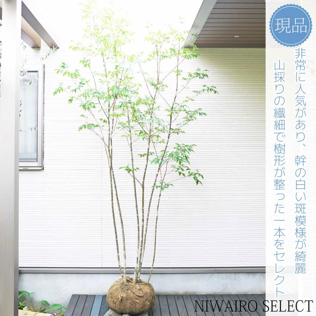 アオダモの木の花言葉と育て方庭木や鉢植えで育てるコツは？HORTI by GreenSnap