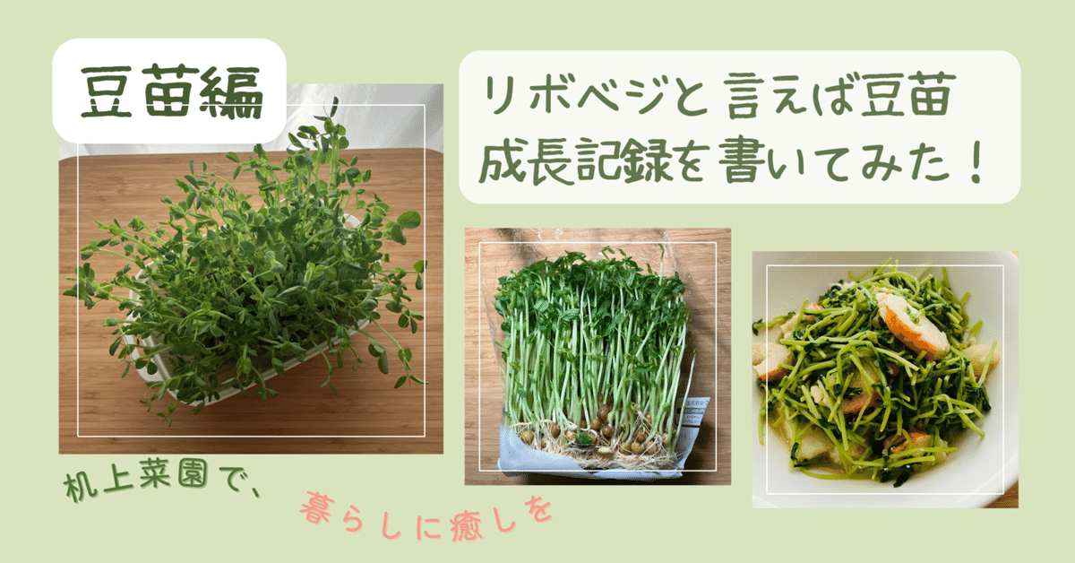 続続豆苗観察日記 完結編暮らしの幸せエッセンス