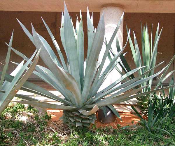 日比谷公園 アオノリュウゼツラン開花🍀GreenSnap グリーンスナップ