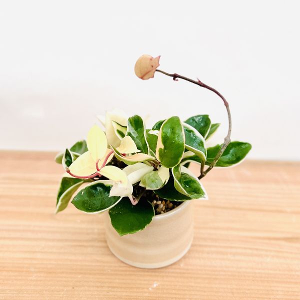 レア ホヤ Hoya latifolia 'Snow Queen'サクララン 観葉植物『ホヤ』カルノーサ他21種！花、育て