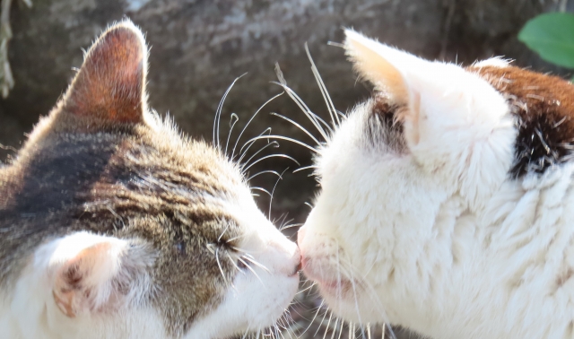 ラブキャッチャー: 初日からの鼻キスと究極の選択