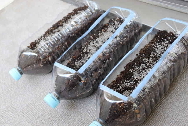 秋まき種 園芸初心者にもおすすめペットボトル大根の作り方2.0 プランターでもOK園楽project~園芸・植物を楽しむ情報サイト～