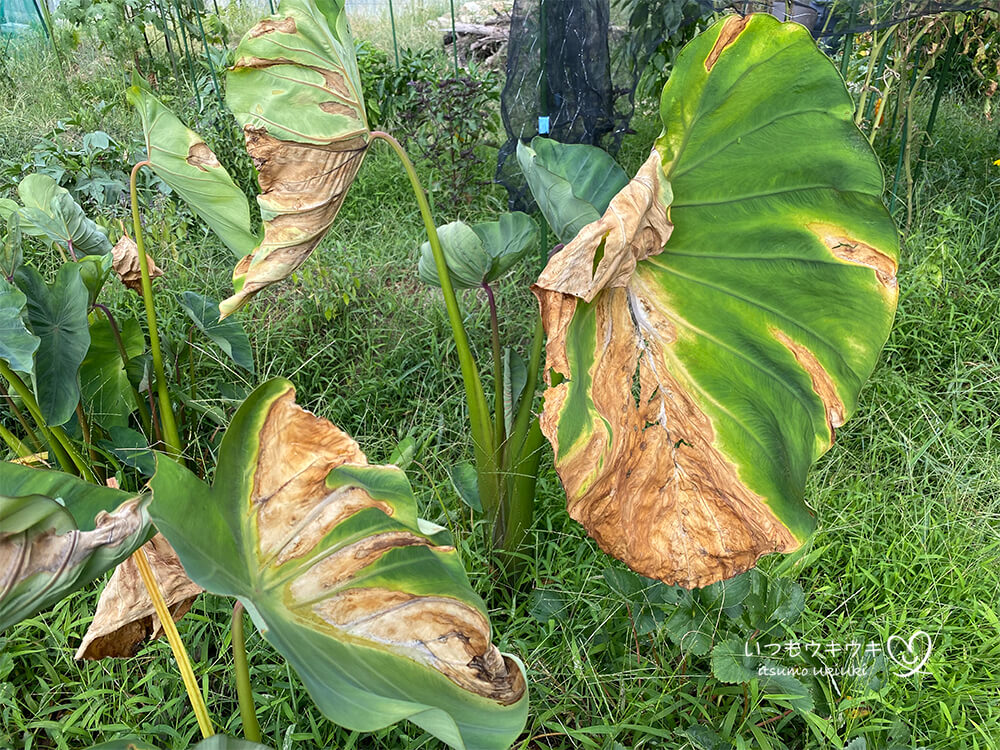 枯れた里芋の原因後期高齢者のつぶやき サッカー、ゴルフ、家庭菜園、花木栽培など