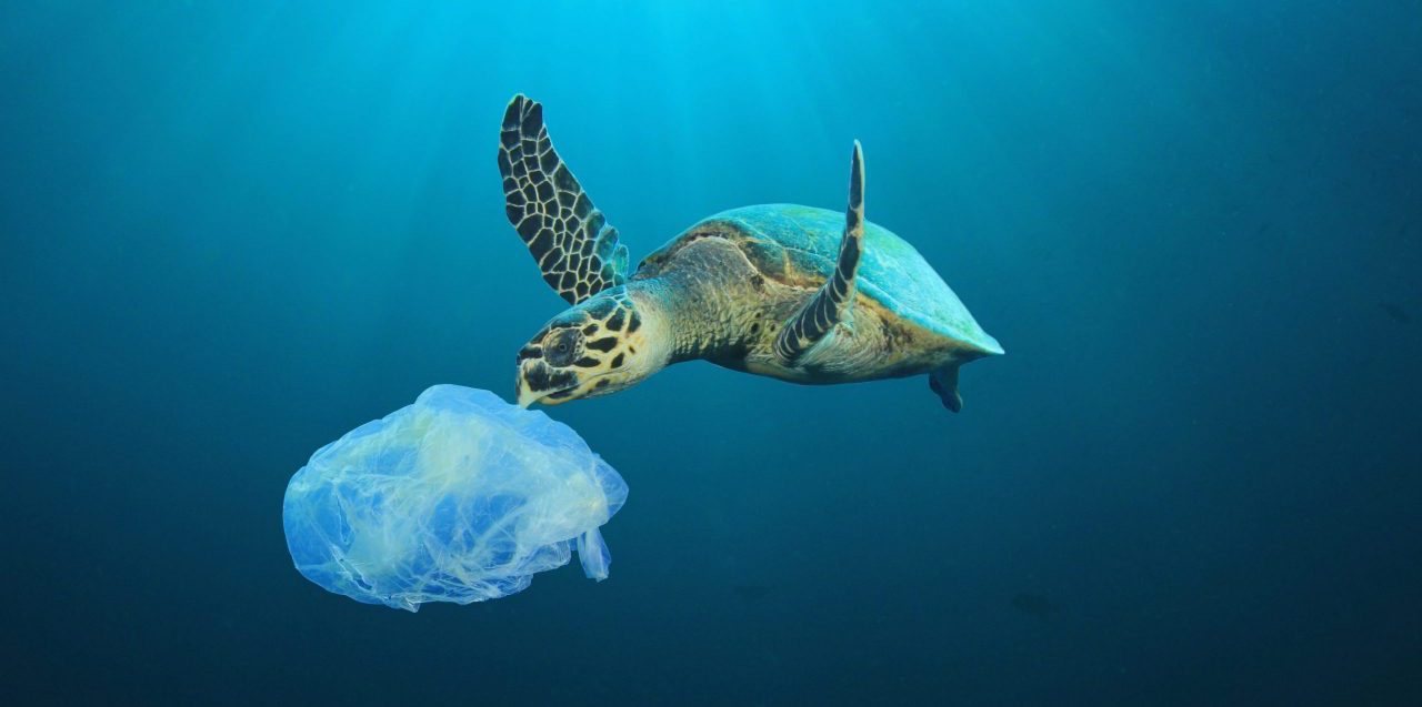 海洋プラスチックごみの現状は？流出量の多い国や私たちができること