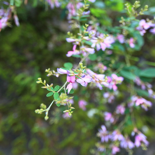 儚げな秋の七草 ハギ 萩 bush cloverの特徴と育て方や花言葉 誕生花