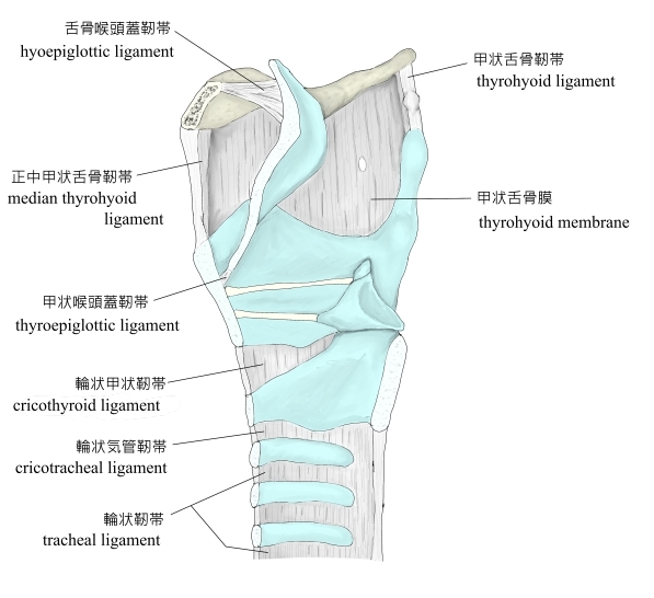 咽頭クリアランス横浜嚥下研究会