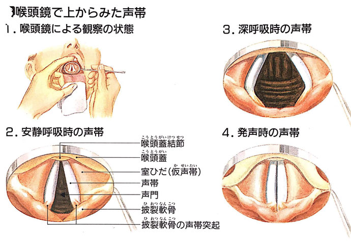 口腔とのどの疾患徳島 大櫛耳鼻咽喉科 はな・みみサージクリニック