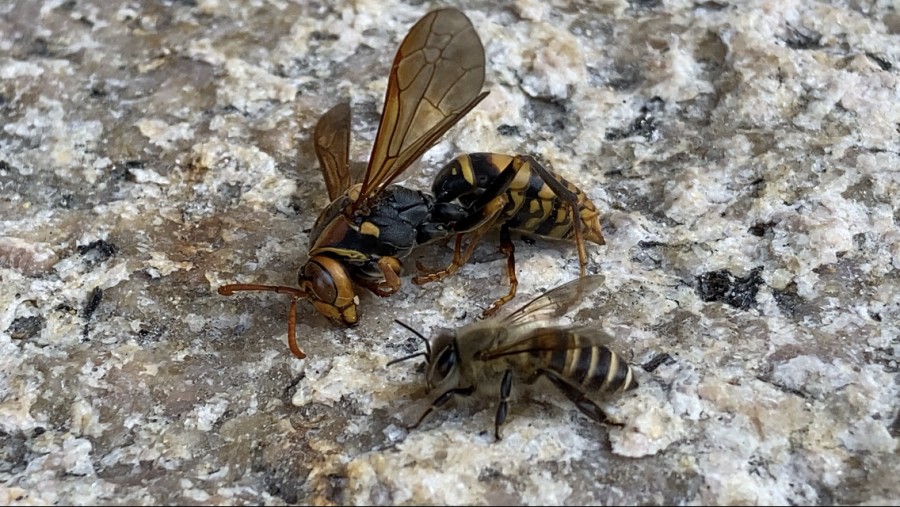 Bees - Waitemata Manuka Honey Direct Ltd