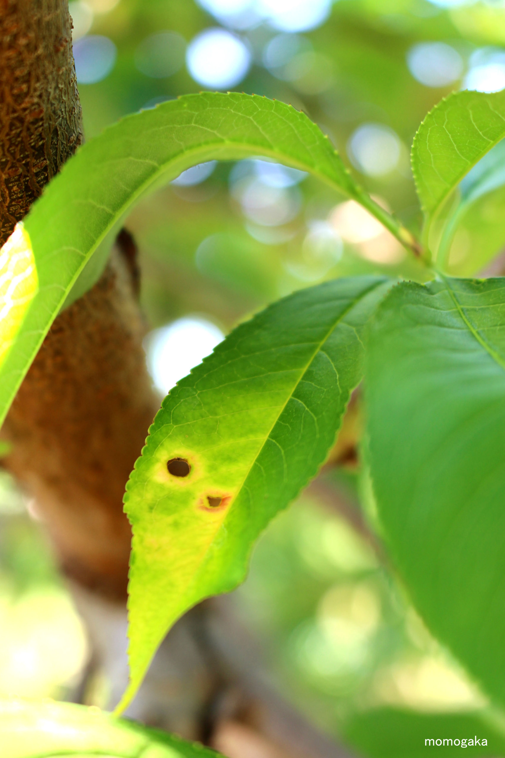 桃の病気「縮葉病」 写真素材4468588- フォトライブラリ