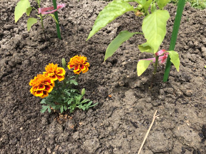 畑のセンチュウ対策 マリーゴールド 畑の線虫防除 の写真素材103807039- PIXTA