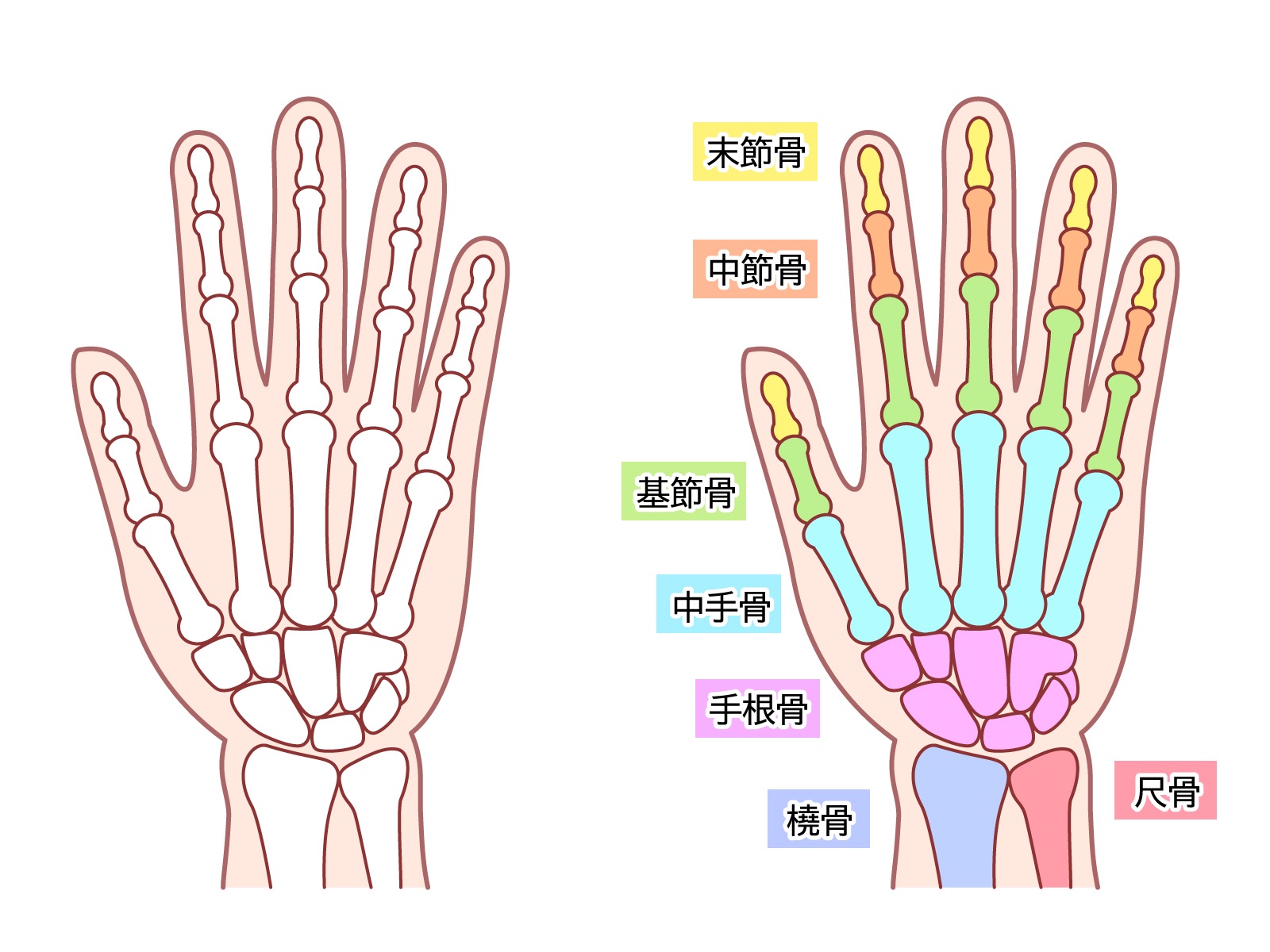 お疲れ気味な肝臓に！二日酔いの朝に！＊豆苗しじみ昆布うどん＊