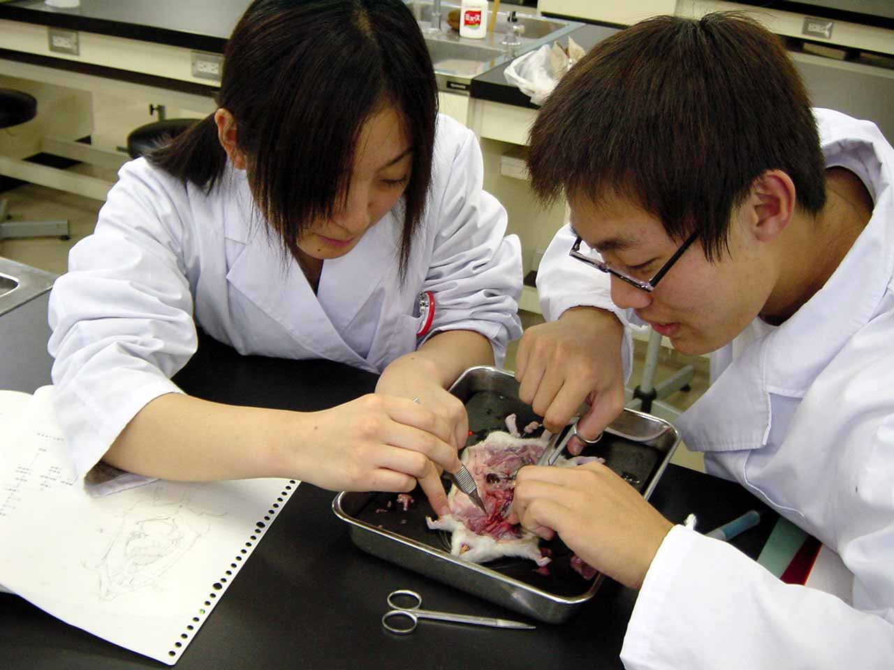 ラットの解剖学の3Dレンダリングされたイラスト-臓器の写真素材・画像素材 Image 185337564