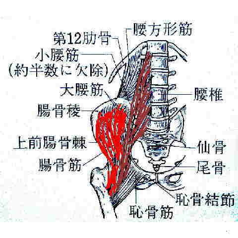 腰痛症」について東京都千代田区神田神保町 こころとからだの元氣プラザ