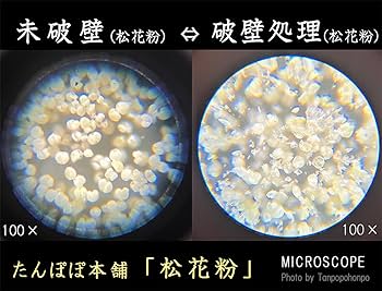 マツ クロマツ ・膨潤花粉