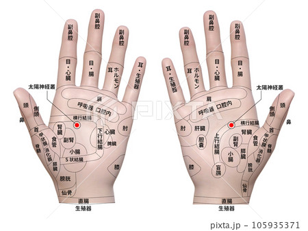 手の甲の反射区・手のつぼ 図解イラスト モノクロ のイラスト素材115913600- PIXTA